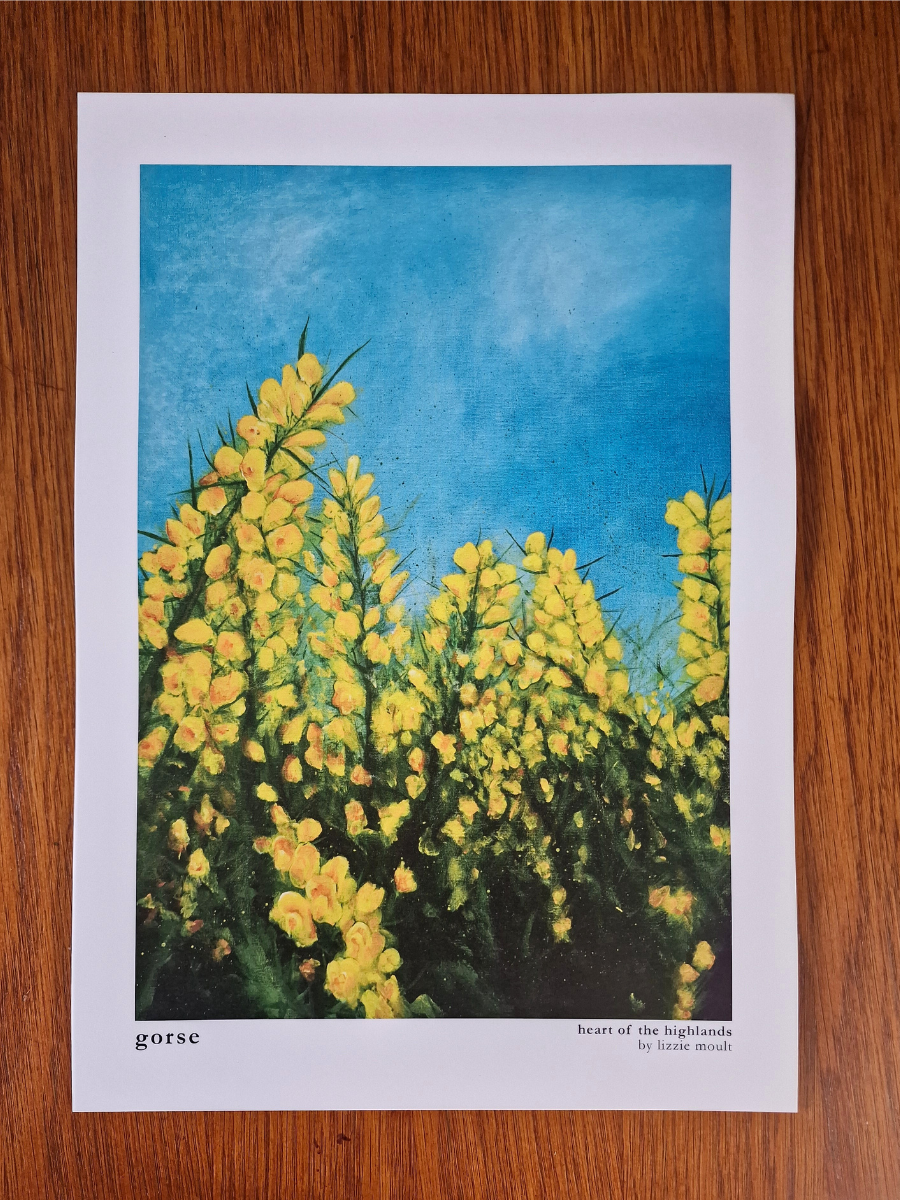 "Gorse" Heart of the Highland Series, Fine Art Print