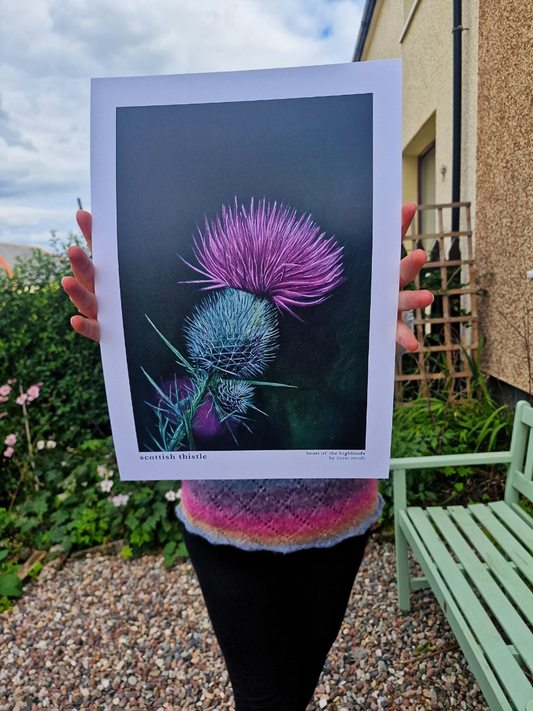 "Scottish Thistle" Heart of the Highland Series, Fine Art Print
