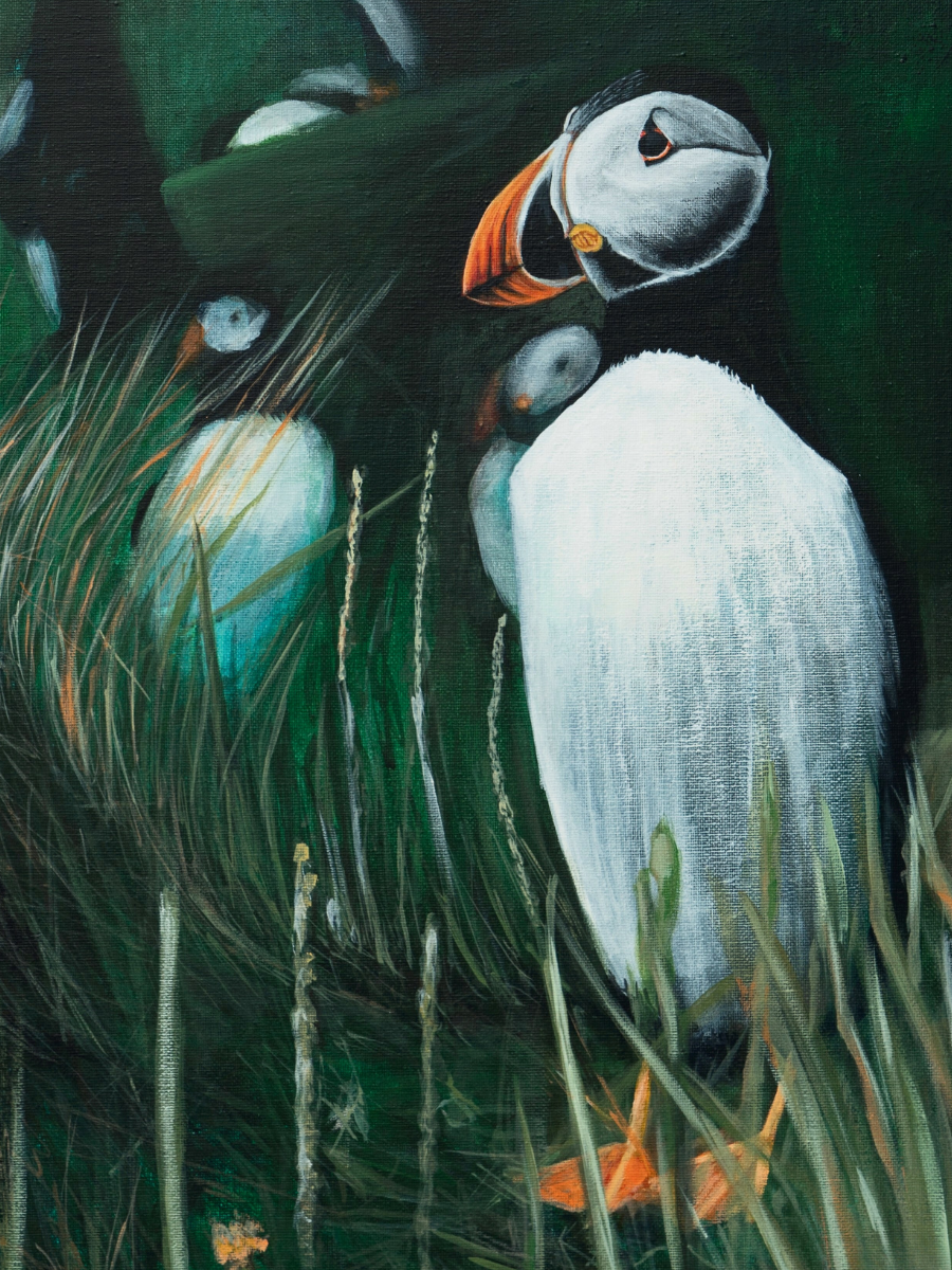 "Puffin" Heart of the Highland Series, Fine Art Print