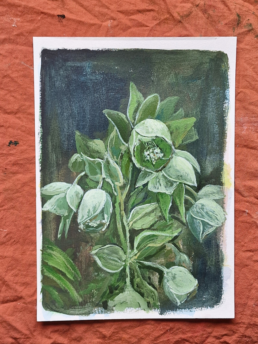 Hellebore Native