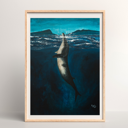 Minke Whale - Fine Art Print