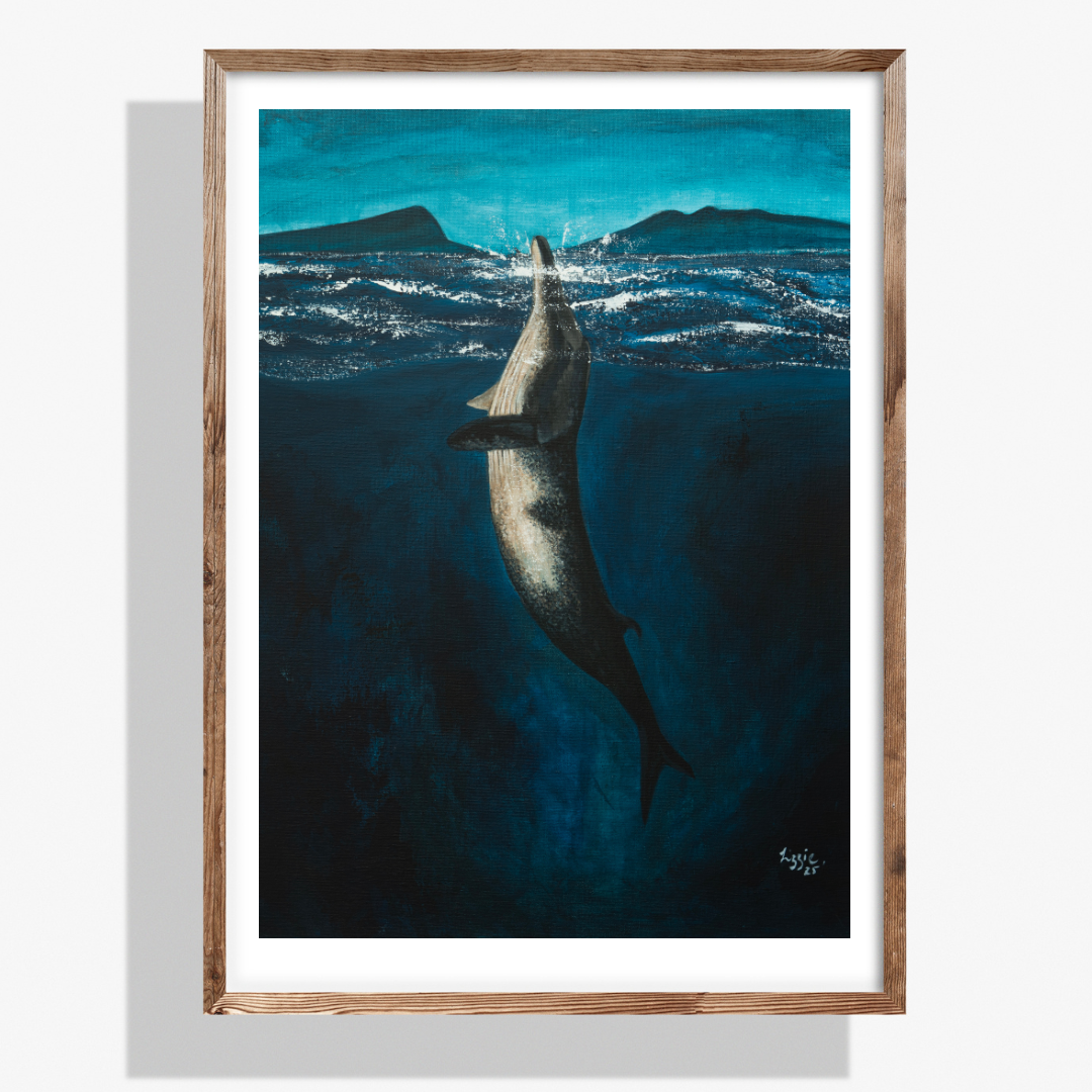 Minke Whale - Fine Art Print