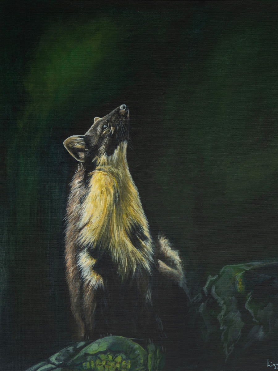 Pine Marten - Original - Heart of the Highland Series