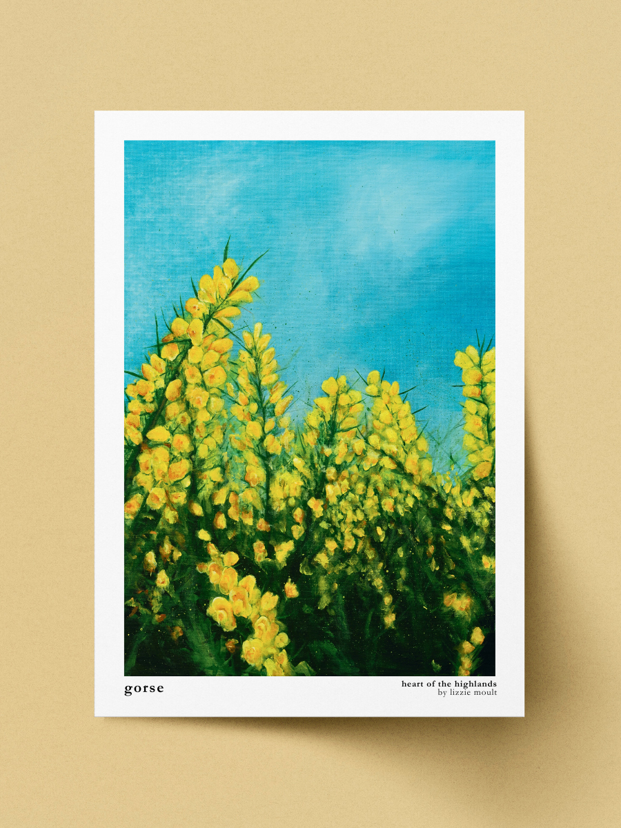 "Gorse" Heart of the Highland Series, Fine Art Print
